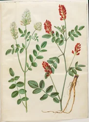 Hedysarum coronarium (roter Hahnenklee)
