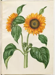 Helianthus annuus (gewöhnliche Sonnenblume)