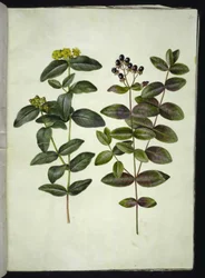 Johanniskraut (Hypericum androsaemum)