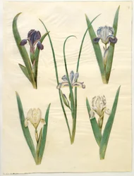 Iris pumila (Zwerg-Schwertlilie) oder Iris lutescens (Zwerg-Schwertlilie); Iris graminea (Grasblättrige Schwertlilie)