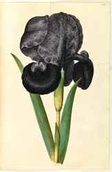 Iris susiana (Trauer-Schwertlilie)