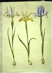 Iris xiphium (spanische Iris) oder Iris latifolia (englische Iris); Iris xiphium (spanische Iris)