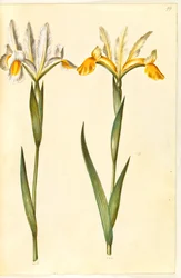Iris xiphium, evt. Iris latifolia (spanische Iris oder englische Iris)
