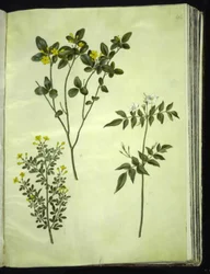 Jasminum odoratissimum (Zimmer-Jasmin); Jasminum fruticans (Busch-Jasmin); Jasminum grandiflorum (Duft-Jasmin)