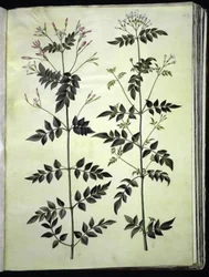 Echter Jasmin (medizinischer Jasmin)