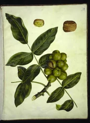 Juglans regia (Gemeine Walnuss)