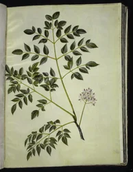 Melia azedarach (Paternosterbaum)