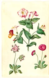 Mirabilis jalapa (Wunderblume); Bellis perennis (Gänseblümchen)