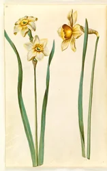 Narcissus ×medioluteus (zweiblütige Narzisse); Narcissus ×incomparabilis (Gartennarzisse)