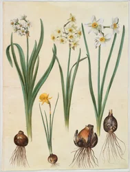 Narzisse tazetta; Narzisse orientalis; Corbularia bulbocodium