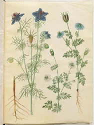 Nigella hispanica (Spanischer Schwarzkümmel); Nigella sativa (Echter Schwarzkümmel)