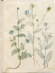 Nigella sativa (Echter Schwarzkümmel); Nigella damascena (Jungfer im Grünen)