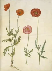 Papaver dubium (Zaun-Mohn); Papaver rhoeas (Korn-Mohn)