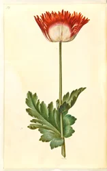 Papaver somniferum (Opium-Mohn)