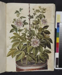 Passiflora incarnata (Passionsblume)