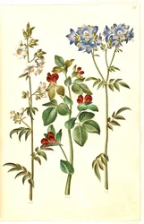 Polemonium caeruleum (Jakobsleiter); Lotus tetragonolobus (Spargelerbse)