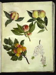Prunus persica (Pfirsich); Prunus armeniaca (Aprikose)