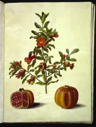 Punica granatum (Granatapfel)