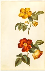 Rosa foetida (Gelbe Rose); Rosa foetida (Türkische Rose)
