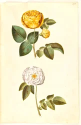 Rosa hemisphaerica (schwefelgelbe Rose); Rosa ×alba (weiße Rose)