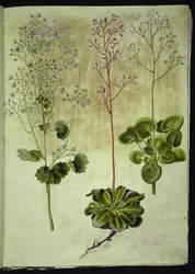 Saxifraga rotundifolia (Rundblättriger Steinbrech); Saxifraga umbrosa (Schatten-Steinbrech); Saxifraga geum (Porzellanblume)