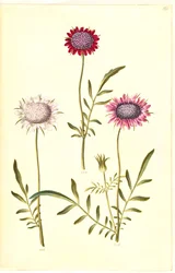 Witwenblume