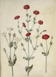 Silene coronaria (Kranz-Leimkraut)