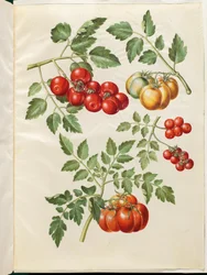 Solanum lycopersicum L. (Tomate)