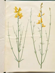 Spartium junceum (Spartium)
