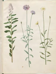 Spiraea salicifolia (Weidenblättrige Spierstrauch); Catananche caerulea (Blaue Rasselblume)