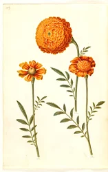 Tagetes patula (ausgebreitete Samtblume)