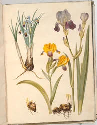 Titel: Iris persica (persische Iris); Iris variegata (bunte Iris); Iris ×sambucina (Holunder-Iris)