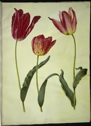 Tulipa gesneriana (Gartentulpe)
