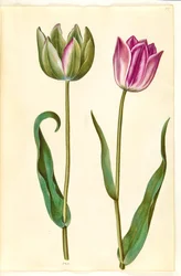 Tulipa gesneriana (Gartentulpe)