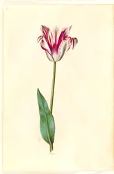 Tulipa gesneriana (Gartentulpe)