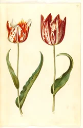 Tulipa gesneriana (Garten-Tulpe)