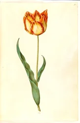 Tulipa gesneriana (Gartentulpe)