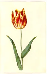 Tulipa gesneriana (Gartentulpe)