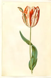 Tulipa gesneriana (Gartentulpe)