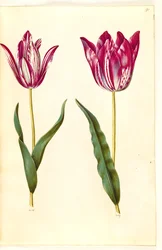 Tulipa gesneriana (Gartentulpe)