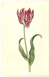 Tulipa gesneriana (Gartentulpe)