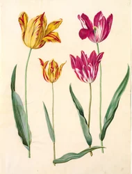 Tulipa gesneriana (Gartentulpe)