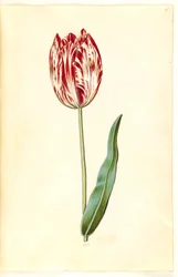 Tulipa gesneriana (Gartentulpe)