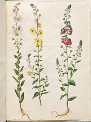 Verbascum blattaria (Kandelaber-Königskerze); Verbascum phoeniceum (Purpur-Königskerze)