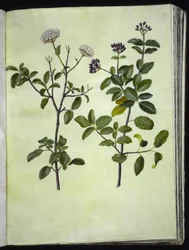 Viburnum tinus (Winterschneeball)