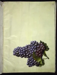 Vitis vinifera (Gemeine Weinrebe)