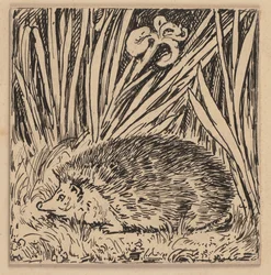 Zeichnung für die Fibel: Igel