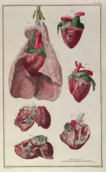 Innere Organe eines Pferdes, aus 