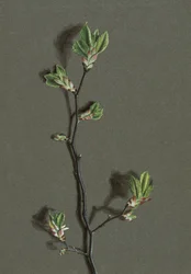 Ulmus glabra Huds Wych Ulme, ca. 1870-1920