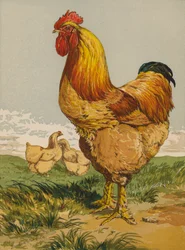Buff Cochin Hahn
